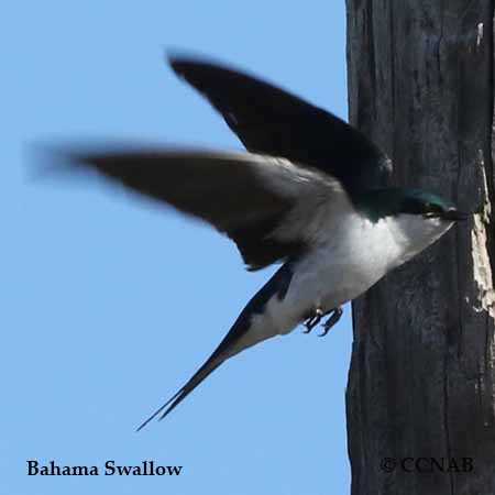 Bahama Swallow