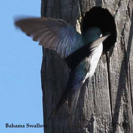 Birds of North America