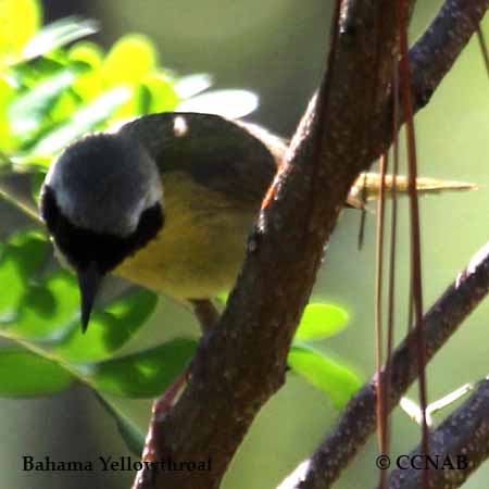 Bahama Yellowthroat