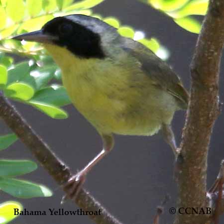 Bahama Yellowthroat