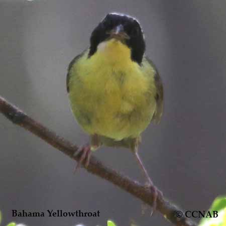 Bahama Yellowthroat