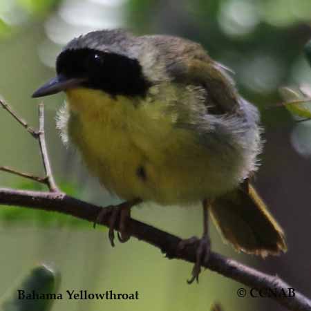 Bahama Yellowthroat