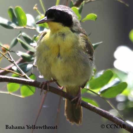 Birds of North America