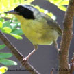 Bahama Yellowthroat