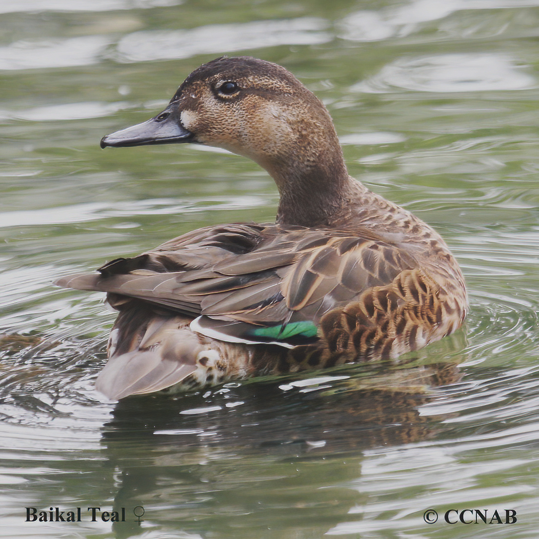 Baikal Teal