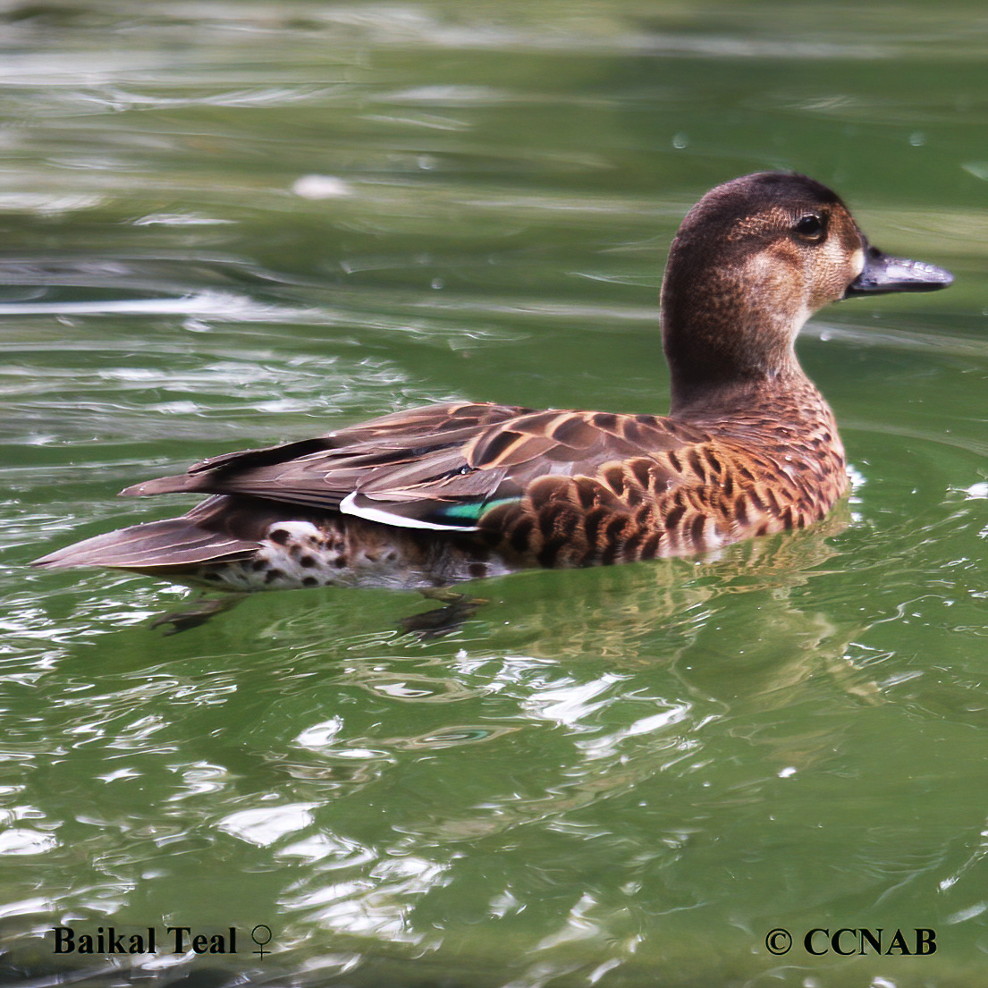 Baikal Teal