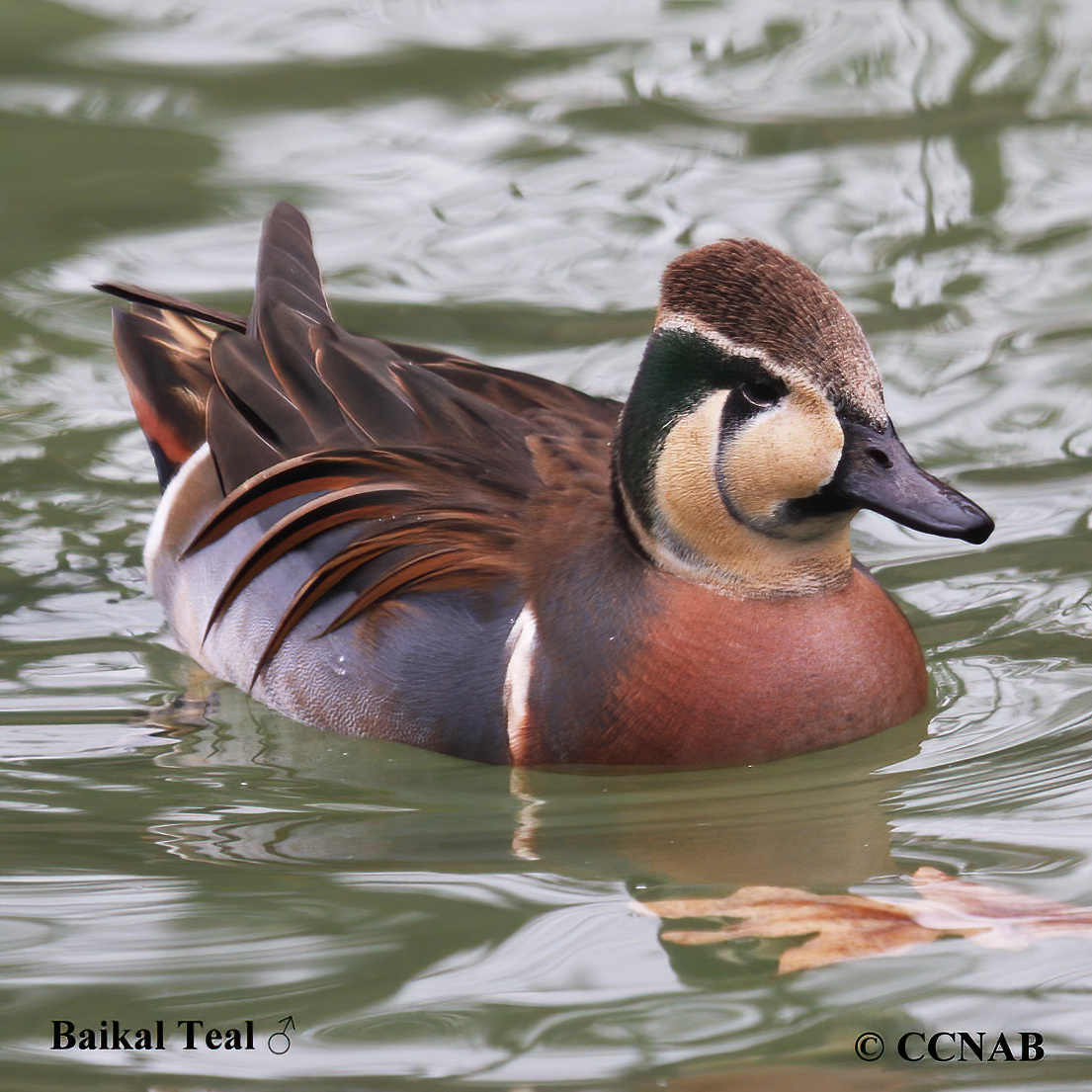 Birds of North America