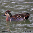 Baikal Teal