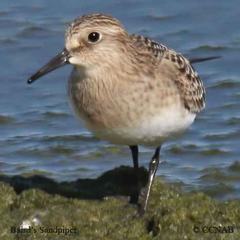 Baird's Sandpiper