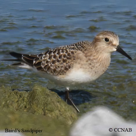 Baird's Sandpiper