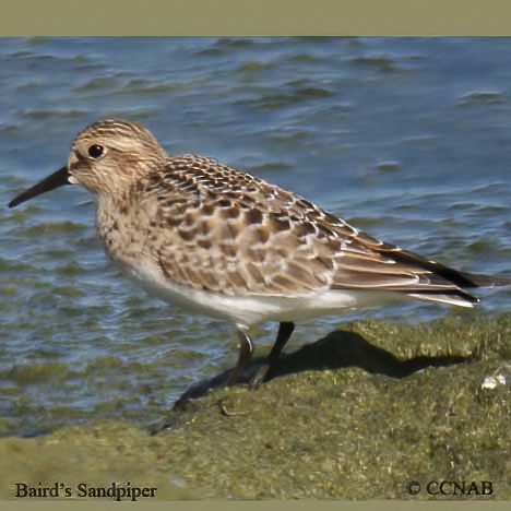 Baird's Sandpiper