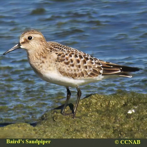 Birds of North America