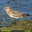 Baird's Sandpiper