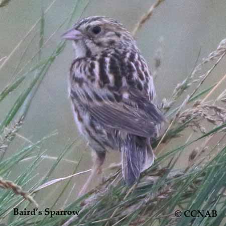 Baird's Sparrow