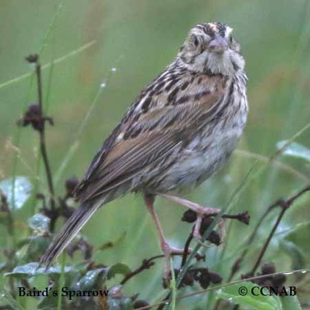 Birds of North America