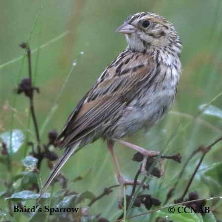 Baird's Sparrow