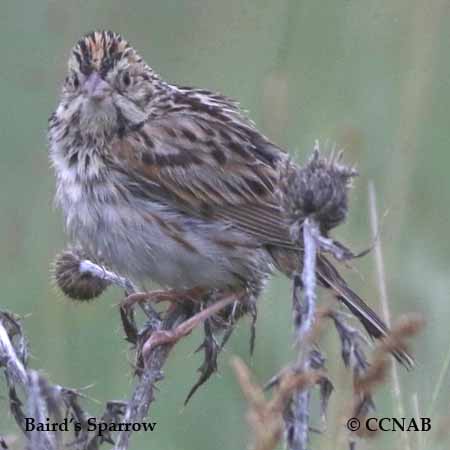 Baird's Sparrow