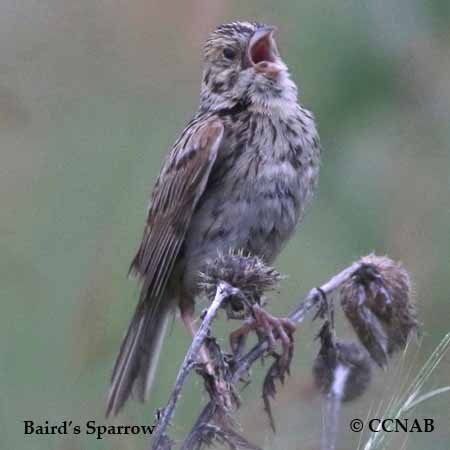 Baird's Sparrow