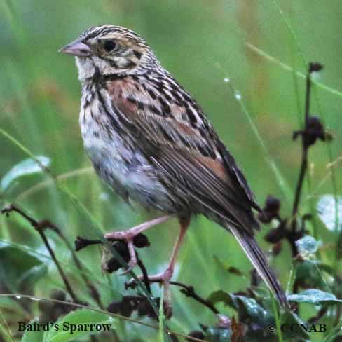 Baird's Sparrow