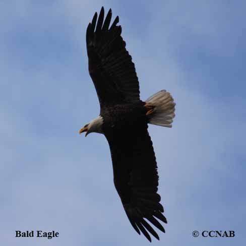 Hinterland Who's Who - Bald Eagle