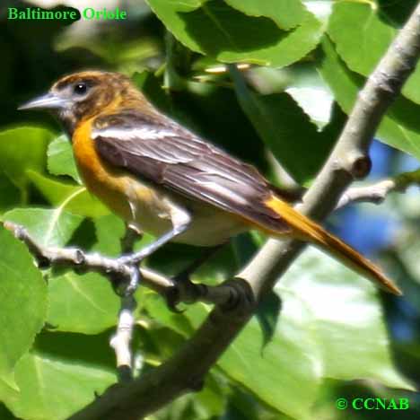 Baltimore Oriole