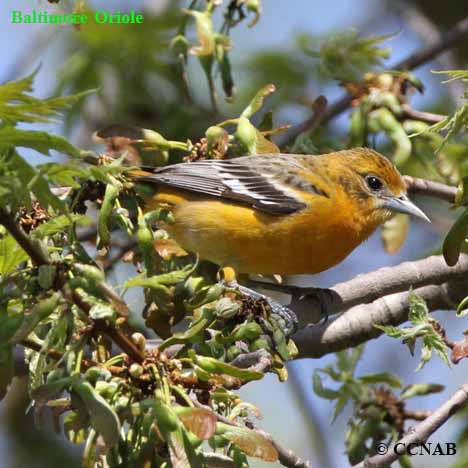 Baltimore Oriole