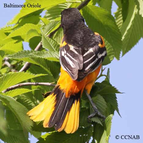 Baltimore Oriole