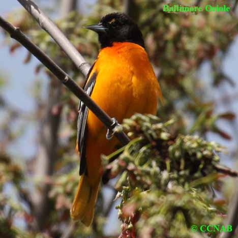 North American Orange Birds 