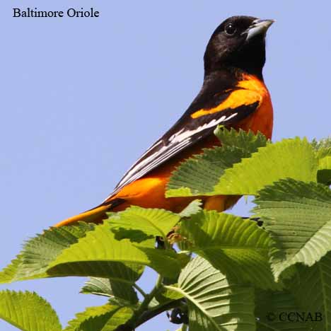 Baltimore Oriole