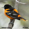 Baltimore Oriole