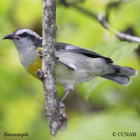 Bananaquit