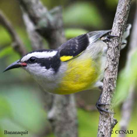 Bananaquit