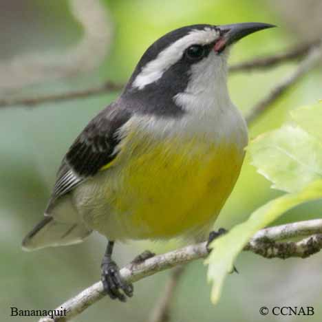 Birds of North America