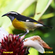 Bananaquit