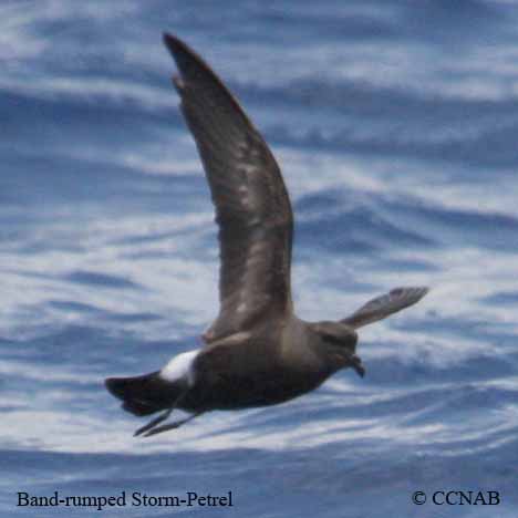 Band-rumped Storm-Petrel