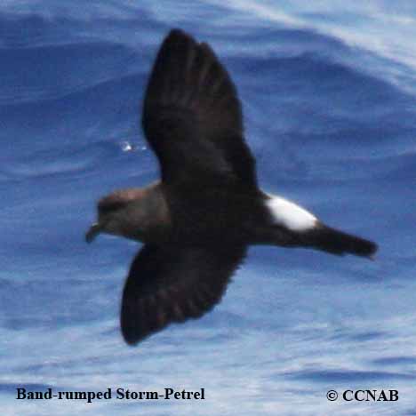 Band-rumped Storm-Petrel