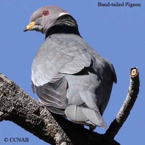 Band-tailed Pigeon