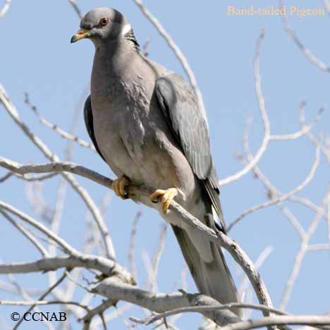 Band-tailed Pigeon