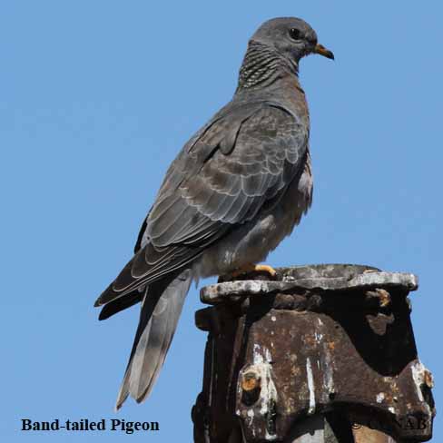 Band-tailed Pigeon