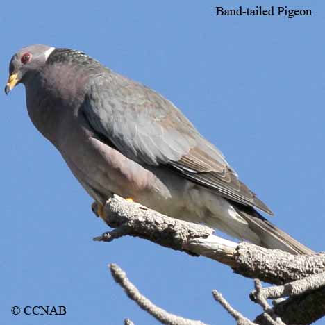 Band-tailed Pigeon