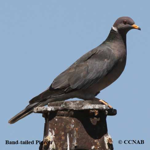 Band-tailed Pigeon