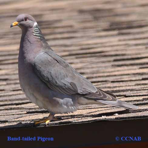 Band-tailed Pigeon