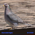 Band-tailed Pigeon range map