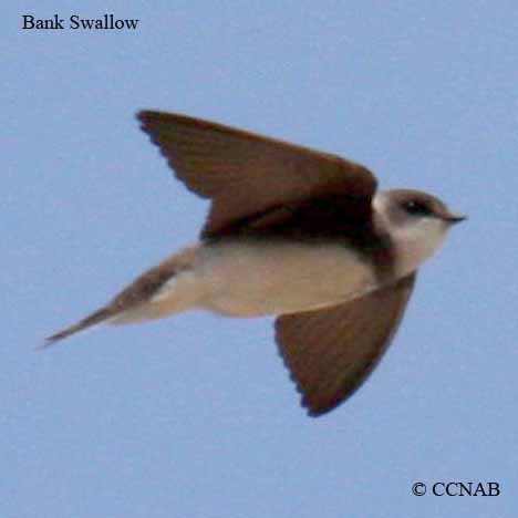 Bank Swallow