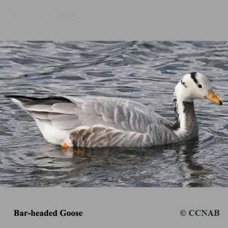 Bar-headed Goose