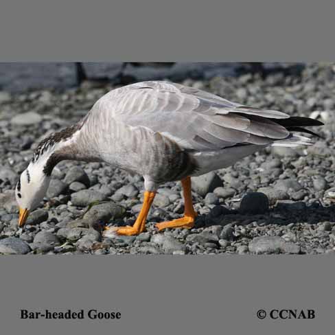 Bar-headed Goose