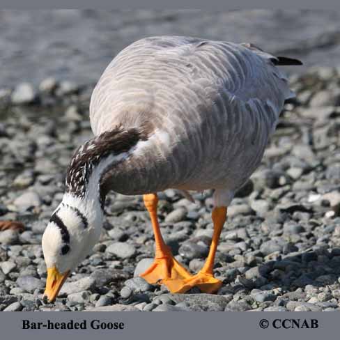 Bar-headed Goose