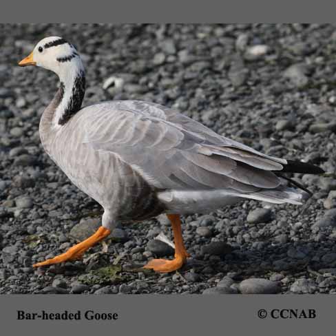 Bar-headed Goose