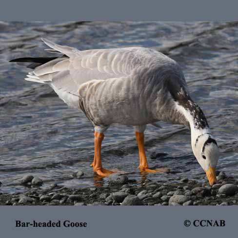 Bar-headed Goose