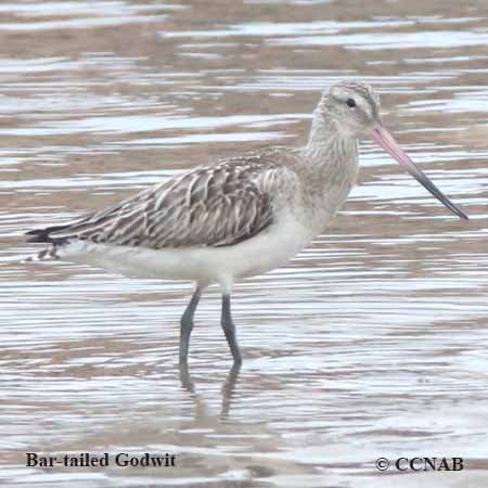 Bar-tailed Godwit